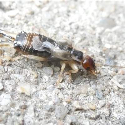 Forficula auricularia at Belconnen, ACT - 16 Oct 2024 by JohnGiacon