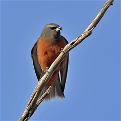 Artamus superciliosus (White-browed Woodswallow) at Goodooga, NSW - 12 Oct 2024 by MichaelWenke