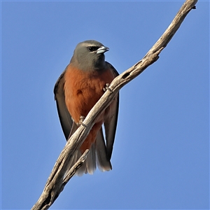 Artamus superciliosus (White-browed Woodswallow) at Goodooga, NSW by MichaelWenke