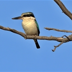 Todiramphus pyrrhopygius (Red-backed Kingfisher) at Goodooga, NSW - 12 Oct 2024 by MichaelWenke