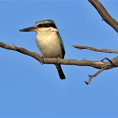 Todiramphus pyrrhopygius (Red-backed Kingfisher) at Goodooga, NSW - 13 Oct 2024 by MichaelWenke