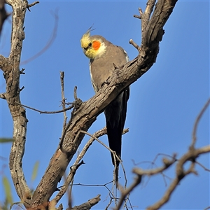 Nymphicus hollandicus (Cockatiel) at Goodooga, NSW by MichaelWenke