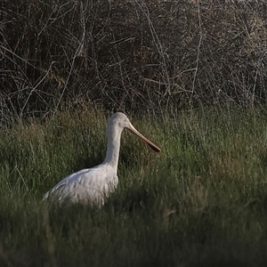 Platalea flavipes (Yellow-billed Spoonbill) at Goodooga, NSW by MichaelWenke