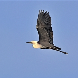 Ardea pacifica (White-necked Heron) at Goodooga, NSW by MichaelWenke