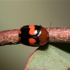 Ditropidus pulchellus (Leaf beetle) at Bruce, ACT - 15 Oct 2024 by AlisonMilton