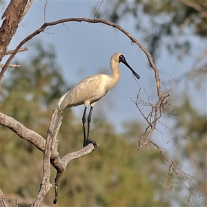 Platalea regia (Royal Spoonbill) at Goodooga, NSW by MichaelWenke