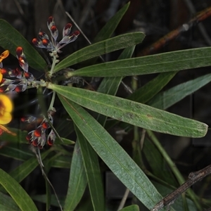 Daviesia corymbosa at Appin, NSW - 3 Oct 2024