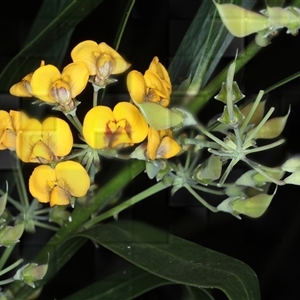 Daviesia corymbosa at Appin, NSW - 3 Oct 2024