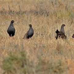 Tribonyx ventralis (Black-tailed Native-hen) at Goodooga, NSW - 13 Oct 2024 by MichaelWenke