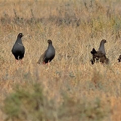 Tribonyx ventralis (Black-tailed Nativehen) at Goodooga, NSW - 12 Oct 2024 by MichaelWenke