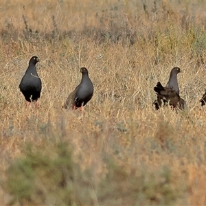 Tribonyx ventralis (Black-tailed Nativehen) at Goodooga, NSW by MichaelWenke