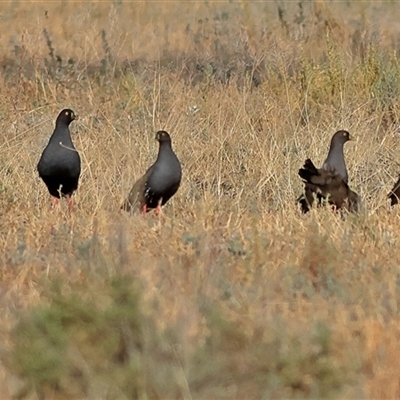 Tribonyx ventralis (Black-tailed Nativehen) at Goodooga, NSW - 13 Oct 2024 by MichaelWenke