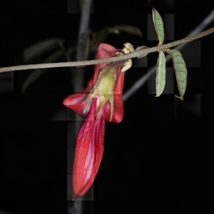 Kennedia rubicunda (Dusky Coral Pea) at Appin, NSW by jb2602