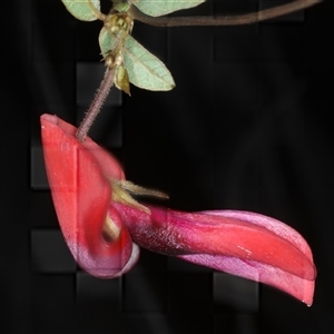 Kennedia rubicunda at Appin, NSW - 3 Oct 2024 02:33 PM