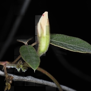 Kennedia rubicunda at Appin, NSW - 3 Oct 2024