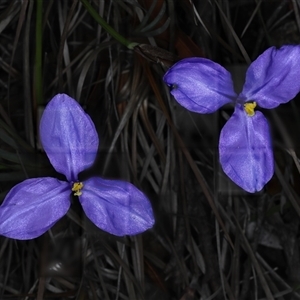 Patersonia glabrata at Appin, NSW by jb2602