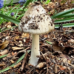 Volvopluteus gloiocephalus (Big Sheath Mushroom) at Goulburn, NSW - 18 Oct 2024 by Milly