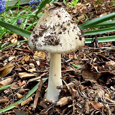 Volvopluteus gloiocephalus (Big Sheath Mushroom) at Goulburn, NSW - 17 Oct 2024 by Milly