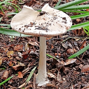 Volvopluteus gloiocephalus at Goulburn, NSW - 18 Oct 2024