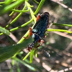 Lepturidea punctulaticollis (Red-legged comb-clawed beetle) at Majura, ACT - 17 Oct 2024 by Pirom