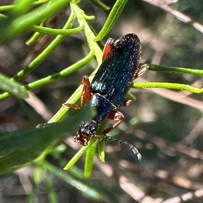 Lepturidea punctulaticollis (Red-legged comb-clawed beetle) at Majura, ACT - 17 Oct 2024 by Pirom