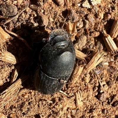 Onthophagus binodis at Watson, ACT - 17 Oct 2024 by Pirom