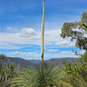 Xanthorrhoea australis at Burrinjuck, NSW - 17 Oct 2024