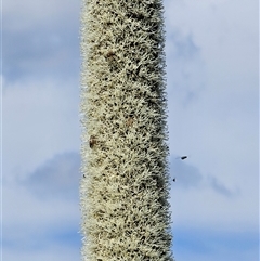 Xanthorrhoea australis at Burrinjuck, NSW - 17 Oct 2024