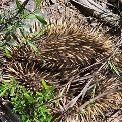 Tachyglossus aculeatus (Short-beaked Echidna) at Burrinjuck, NSW - 17 Oct 2024 by Bidge