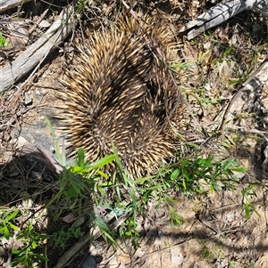 Tachyglossus aculeatus at Burrinjuck, NSW - 17 Oct 2024