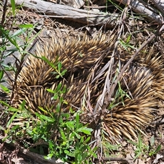 Tachyglossus aculeatus at Burrinjuck, NSW - 17 Oct 2024