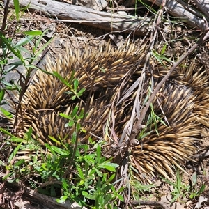 Tachyglossus aculeatus at Burrinjuck, NSW - 17 Oct 2024