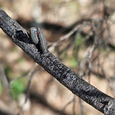 Chlenias (genus) (A looper moth) at Burrinjuck, NSW - 17 Oct 2024 by Bidge