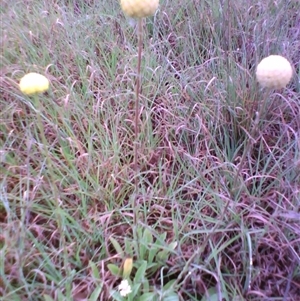 Craspedia variabilis at Barton, ACT - suppressed