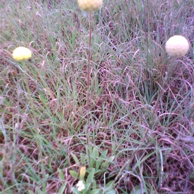 Craspedia variabilis (Common Billy Buttons) at Barton, ACT - 13 Oct 2010 by JasonPStewartNMsnc2016