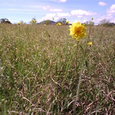 Microseris walteri (Yam Daisy, Murnong) at Barton, ACT - 14 Oct 2010 by JasonPStewartNMsnc2016