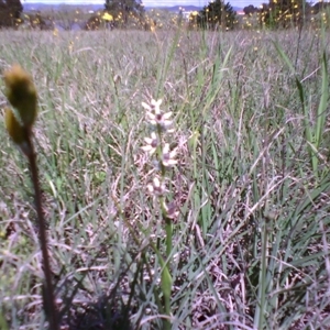 Wurmbea dioica subsp. dioica at Barton, ACT - 14 Oct 2010