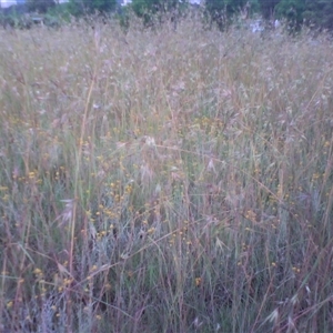 Themeda triandra at Barton, ACT - 7 Dec 2010