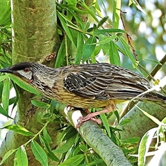 Anthochaera carunculata (Red Wattlebird) at Goulburn, NSW - 17 Oct 2024 by Milly