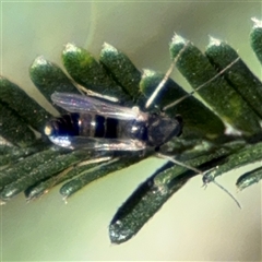 Cricotopus (Cricotopus) albitarsis (A non-biting midge) at Parkes, ACT - 17 Oct 2024 by Hejor1