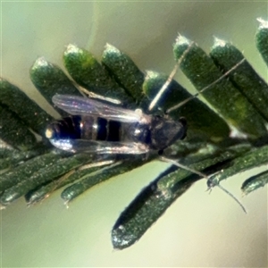 Cricotopus sp. (genus) at Parkes, ACT by Hejor1