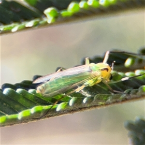 Chironomidae (family) at Parkes, ACT - 17 Oct 2024