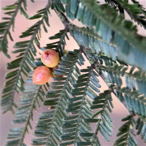 Austroacacidiplosis botrycephalae at Parkes, ACT by Hejor1