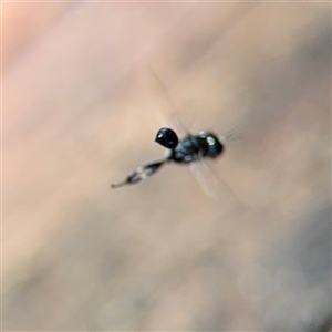 Crabronidae (family) at Parkes, ACT by Hejor1