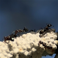 Iridomyrmex rufoniger (Tufted Tyrant Ant) at Parkes, ACT - 17 Oct 2024 by Hejor1