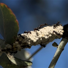 Iridomyrmex rufoniger at Parkes, ACT - 17 Oct 2024