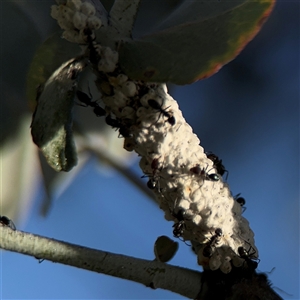 Iridomyrmex rufoniger at Parkes, ACT - 17 Oct 2024