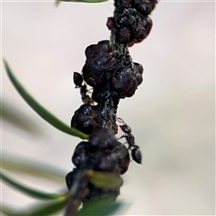 Coccidae sp. (family) (Unidentified coccid scale insect) at Parkes, ACT - 17 Oct 2024 by Hejor1