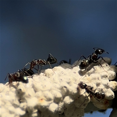 Coccidae sp. (family) (Unidentified coccid scale insect) at Parkes, ACT - 17 Oct 2024 by Hejor1