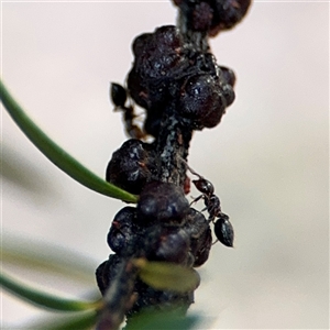 Formicidae (family) (Unidentified ant) at Parkes, ACT by Hejor1